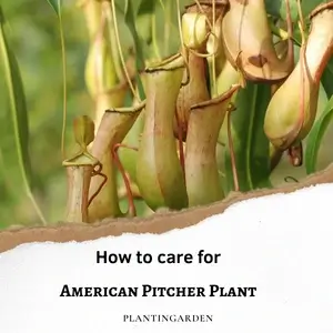 American Pitcher Plant