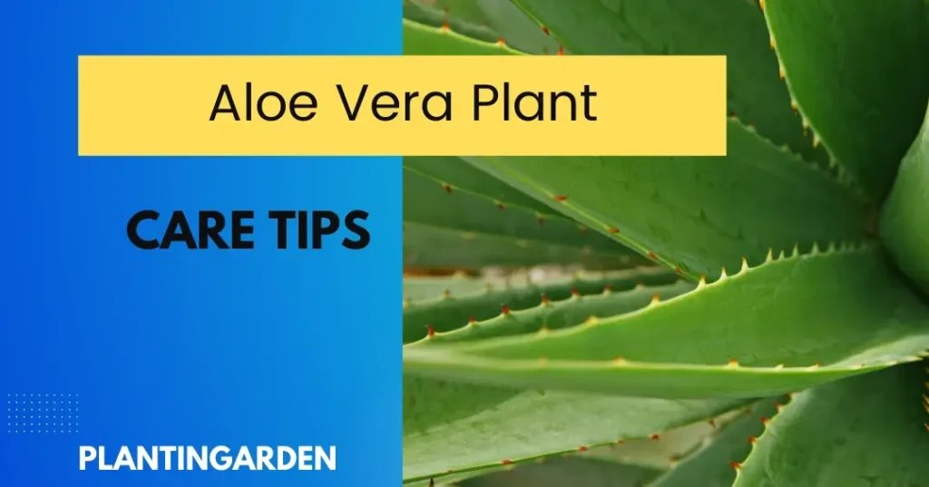 Aloe Vera Plant Care and Problems