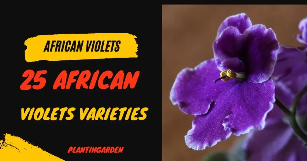 image of african violet plant with half black color background and written text african violets 25 african violets varieties plantingarden in black and red color.