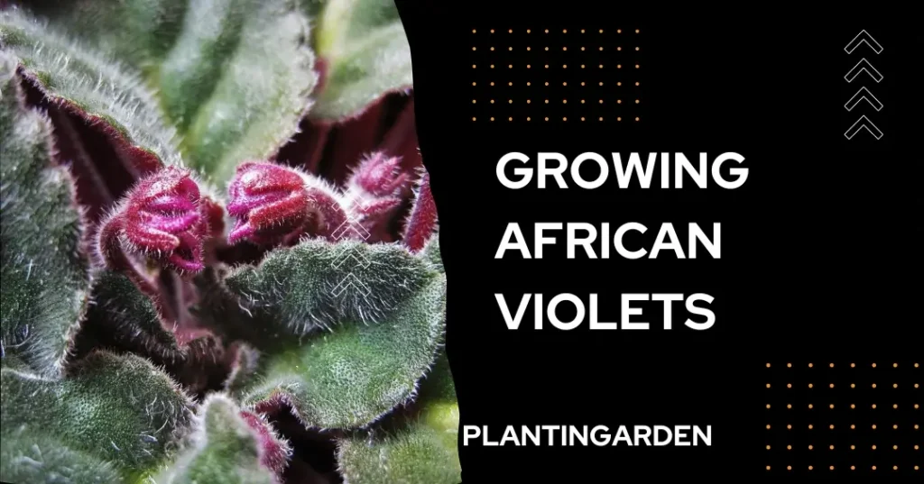 image of african violet plant with half black background and written text growing african violets plantingarden in white color.