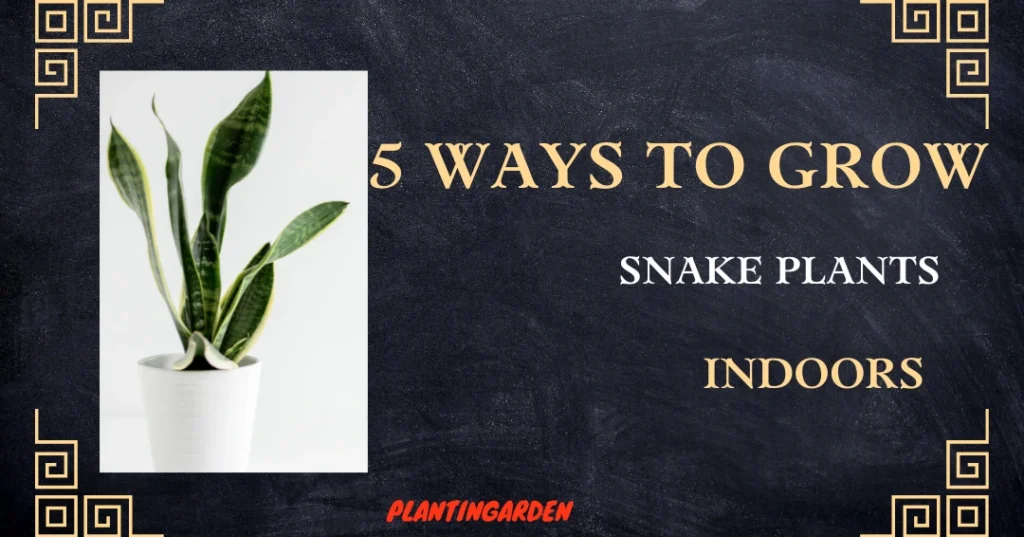 Fertilizer to Grow Snake Plants Indoors