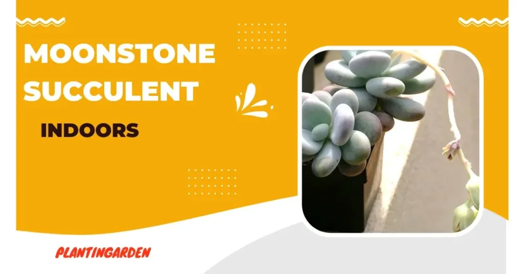 Popular Succulents in Moonstone type shape