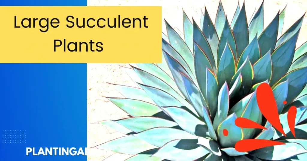Example of large succulent plants for outdoor