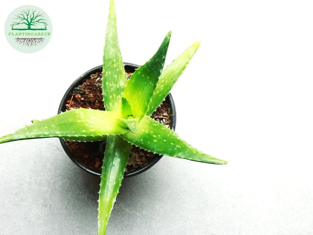 Top view of image Aloe vera (air plant) in black plastic pot with logo of plantingarden.