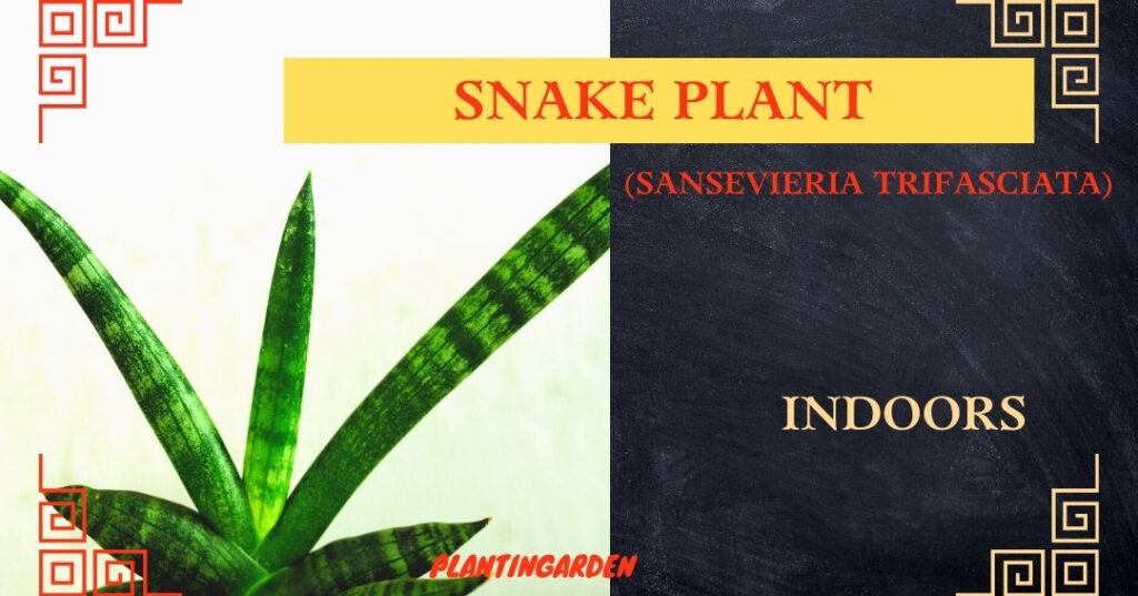 image of Snake Plant (Sansevieria trifasciata) with half black background and fonts written in red color with website name plantingarden.