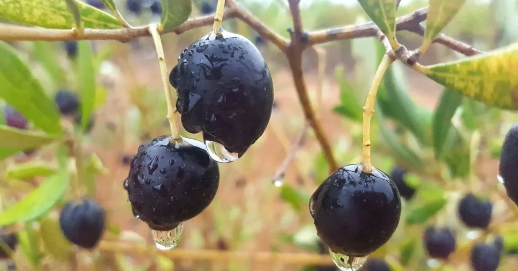 Three glossy black olives with shimmering water droplets, a visually stunning representation of nature's beauty and bounty
