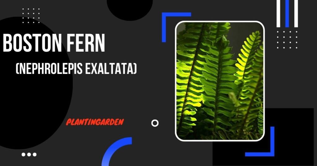 image of Boston Fern (Nephrolepis exaltata) with half black background and text written in white and red color and with website name plantingarden.