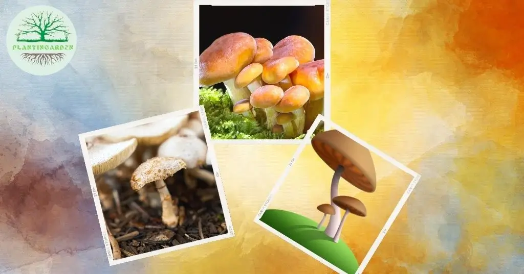 3 different type of mushroom plants in different color. 