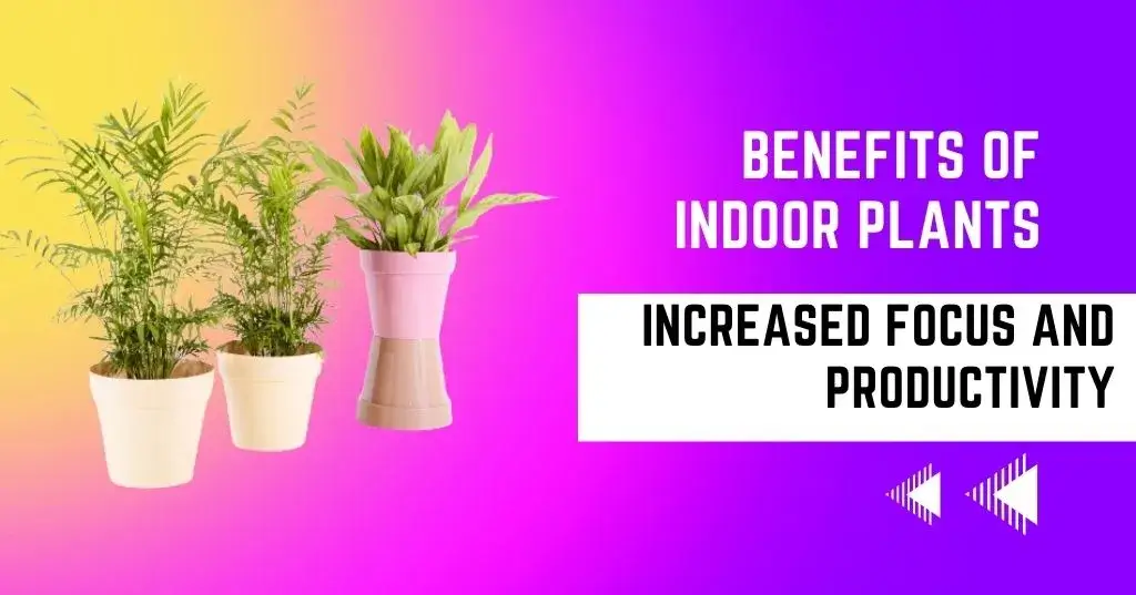 "Three air-purifying indoor plants (Snake Plant, Peace Lily, and Spider Plant) arranged against a gradient background. The image is titled 'Benefits of Indoor Plants: Increased Focus and Productivity'."
