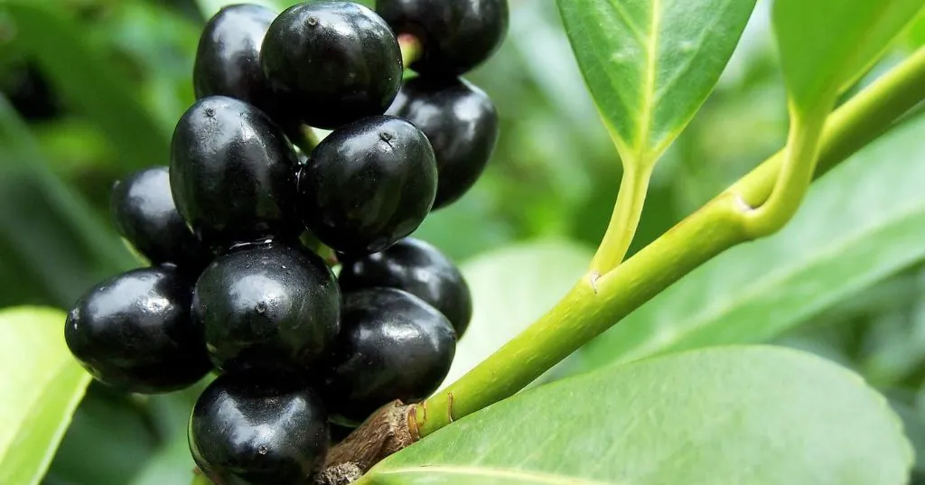 A cluster of ripe black olives hanging from the stem of a lush green olive tree, showcasing the abundance of nature's offerings