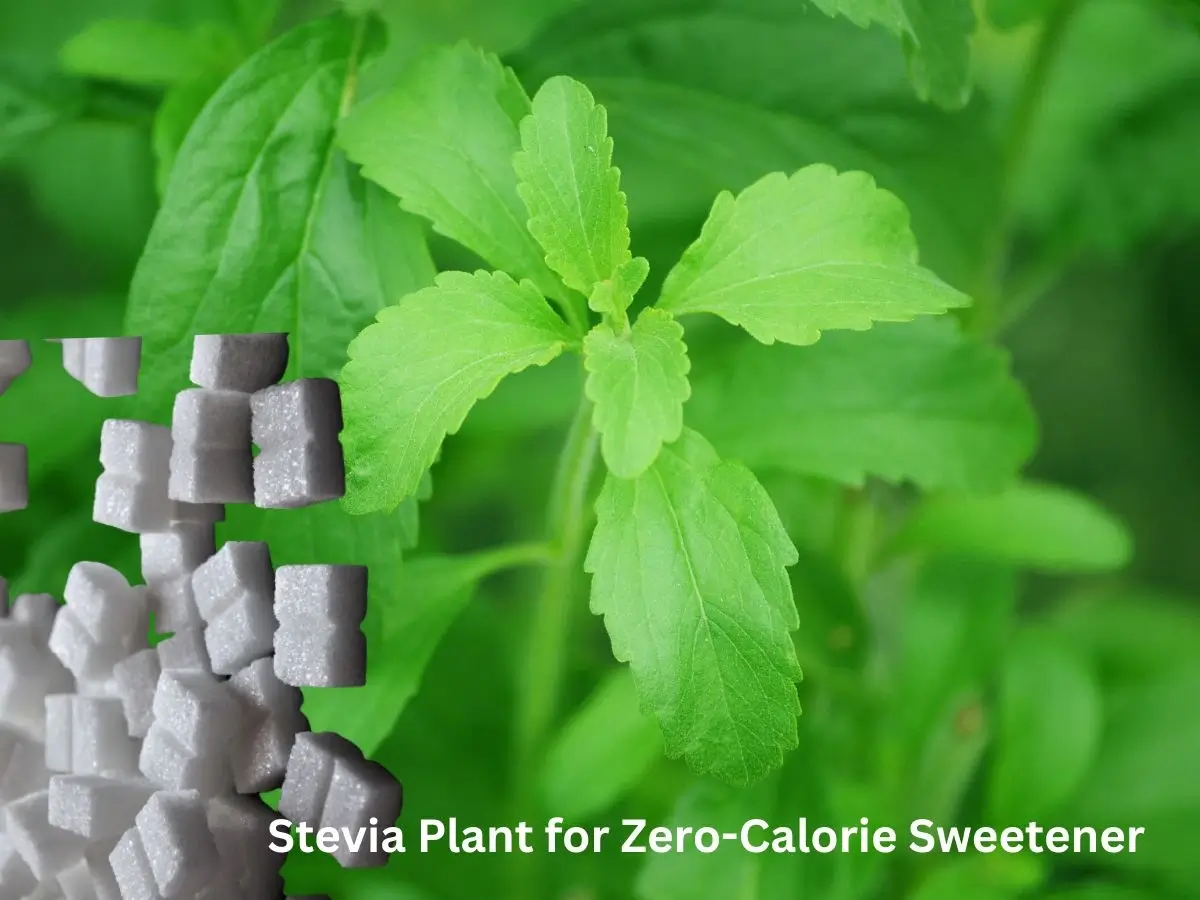 Stevia plant with sugar cubes which shows its sweetness.