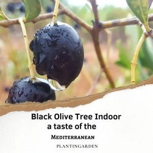 Black Olive Tree Indoor a taste of the Mediterranean