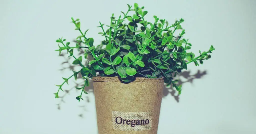 Oregano plant in brown pot with label reading 'Oregano'