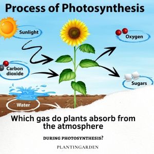 Here is an image of plant which explain full process of photosynthesis.
