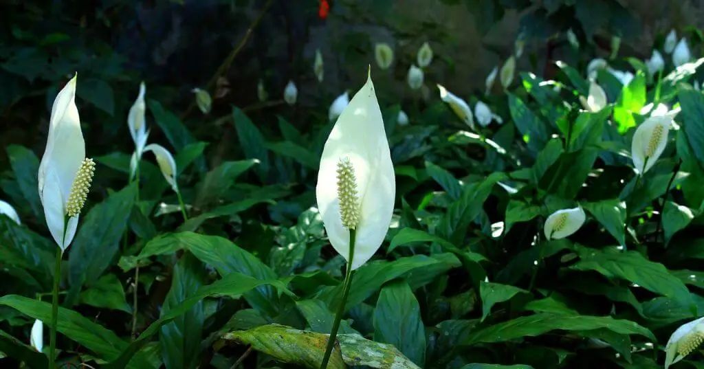 Group of peace lily plants with lush green leaves and small white flowers