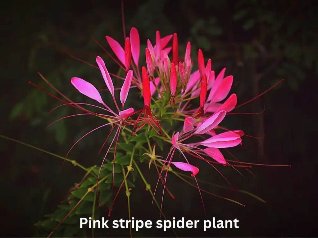 pinkspiderplant,
spiderplantcare,
indoorplants,
plantparent,
plantsofinstagram,
houseplantlove,
plantcaretips,
indoorjungle,
plantlady