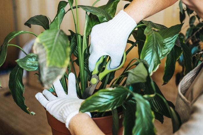 gloved hand trimming the stems on an indoor plant